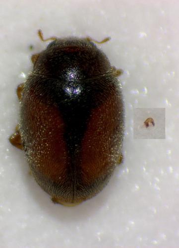 Scymnus mediterraneus